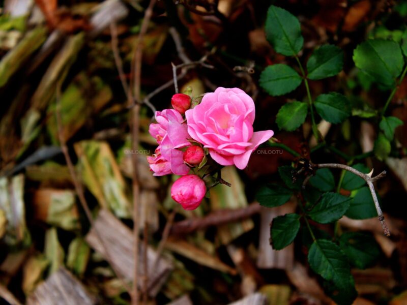 Rosa Damascena. Damask Roses. Pink Rose flower (Photo)