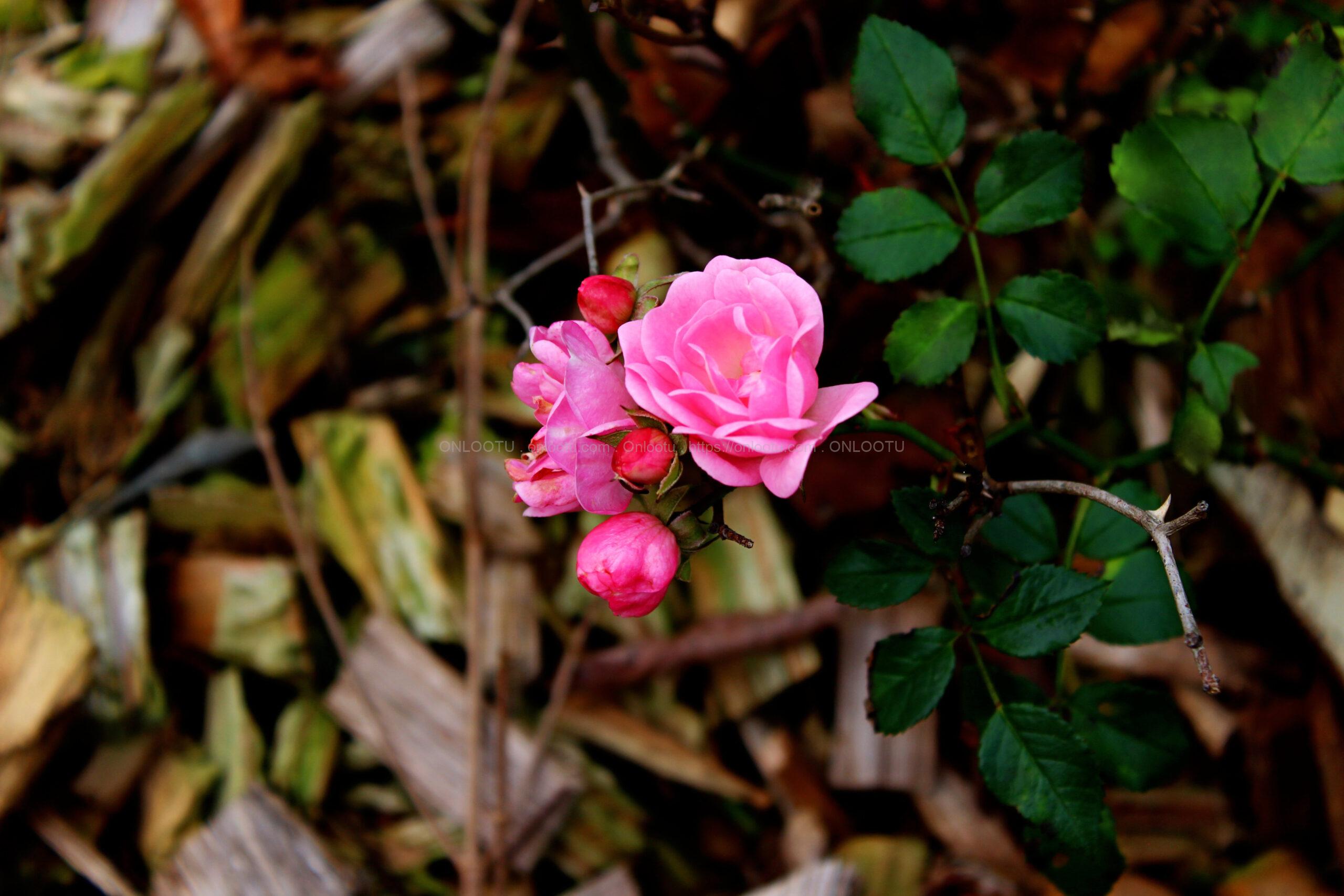 Rosa Damascena. Damask Roses. Pink Rose flower (Photo)