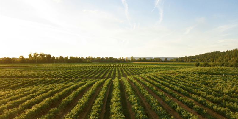 onlootu-Wine-Winery-Vineyard-onlootu.com_.png